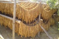 حجز 3 قناطير من مادة الشمة ببسكرة