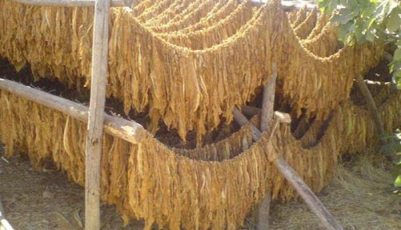 حجز 3 قناطير من مادة الشمة ببسكرة