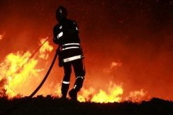 حريق يلتهم 3 هكتارات من الأشجار في برج بوعريريج
