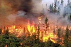 حريق  يتلف اكثر من 3 هكتارات من المساحات الغابية في غليزان