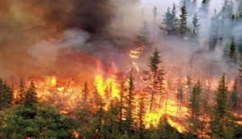 حريق  يتلف اكثر من 3 هكتارات من المساحات الغابية في غليزان