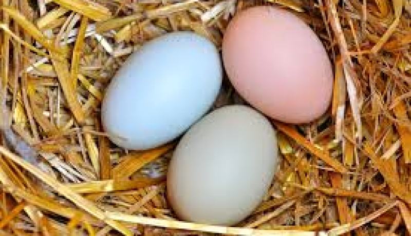 3 حبات بيض تجعل الانسان أكثر ميلا لفعل الخير