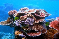 توقيف 3 مهربين للمرجان ضبطوا في حالة تلبس بالدراوش في الطارف