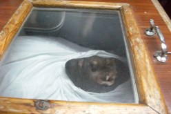 إيبوسي قرأ سورة الكهف وقال لي إن الإسلام أحسن الديانات وأنوي اعتناقه