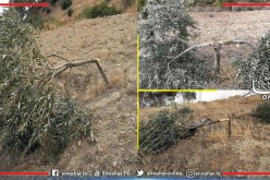 مجهولون يقطعون حوالي 20 شجرة زيتون ببرج أخريص في البويرة
