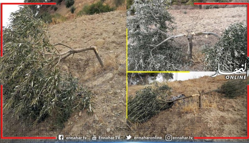 مجهولون يقطعون حوالي 20 شجرة زيتون ببرج أخريص في البويرة