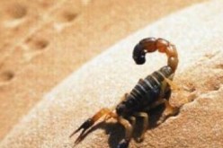 تسجيل حوالي 100 وفاة سنويا جراء لدغات العقارب في الجزائر