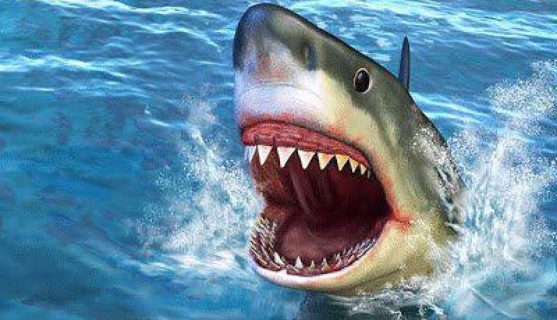 بالفيديو غواص يتحدى سمكة القرش خارج قفصه