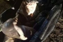 بالصور.. إنتشال جثة لفظتها أمواج البحر في عين تموشنت