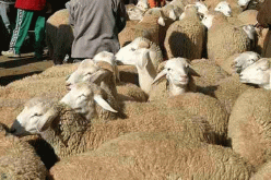  غلق كل أسواق الماشية لمدة شهر بالنعامة