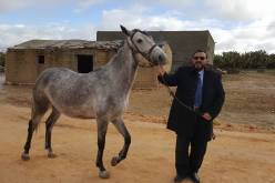 عريبي يتبرك بالفرس