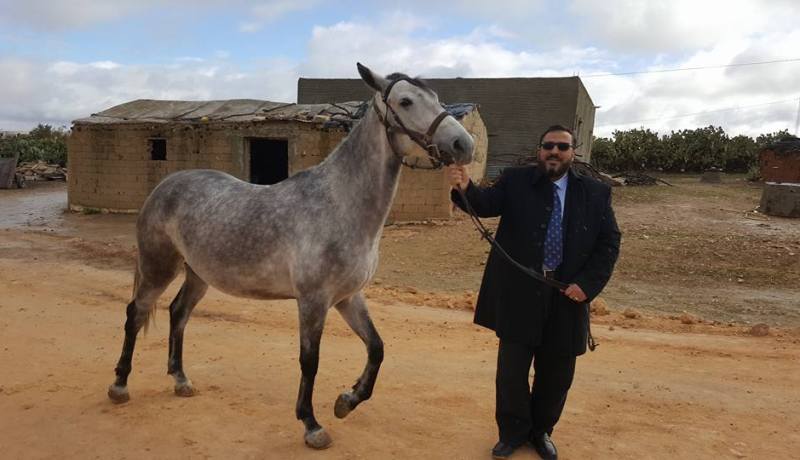 عريبي يتبرك بالفرس