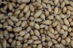 إنطلاق عملية دفع منح إنتاج تكثير وتخزين بذور البطاطا