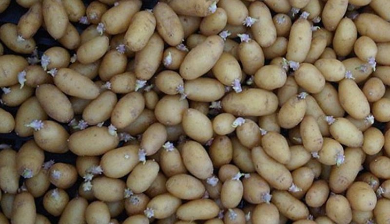 إنطلاق عملية دفع منح إنتاج تكثير وتخزين بذور البطاطا