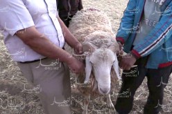 بالصور.. كبّش الأَحلام “الرّامبي” يَفرش قرونه ويُغري بخاصِرته العاصميين