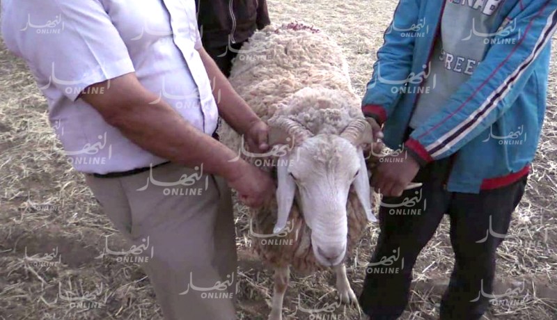 بالصور.. كبّش الأَحلام “الرّامبي” يَفرش قرونه ويُغري بخاصِرته العاصميين