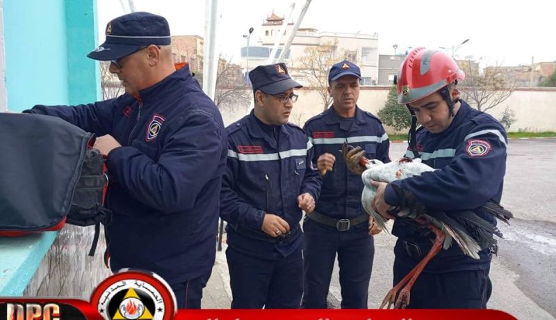سيدي بلعباس: الحماية المدنية تنقذ طائر اللقلق كان عالقا بعمود اتصالات