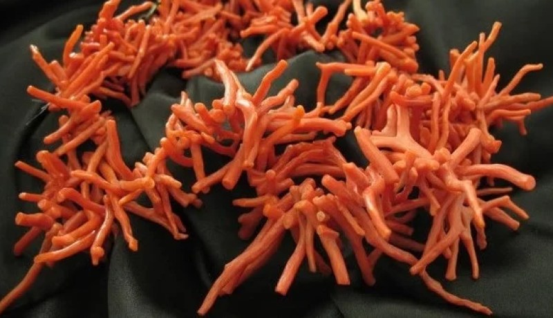 حجز أكثر من 50 كلغ من المرجان بأم الطبول في الطارف