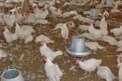 وزير الفلاحة يؤكد السيطرة على مرض الدواجن نيوكاستل