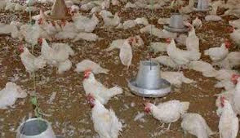 وزير الفلاحة يؤكد السيطرة على مرض الدواجن نيوكاستل