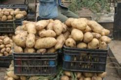 أسعار البطاطا وكافة المحاصيل الموسمية ستشهد انخفاضا بداية من الأسبوع المقبل