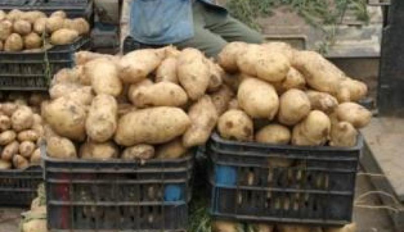 أسعار البطاطا وكافة المحاصيل الموسمية ستشهد انخفاضا بداية من الأسبوع المقبل