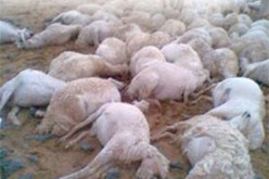 هلاك 411 رأس من المواشي بسبب التقلبات الجوية في النعامة