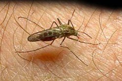 باحثون من جامعة بسكرة يبتكرون دواء لمعالجة ليشمانيا الجلد