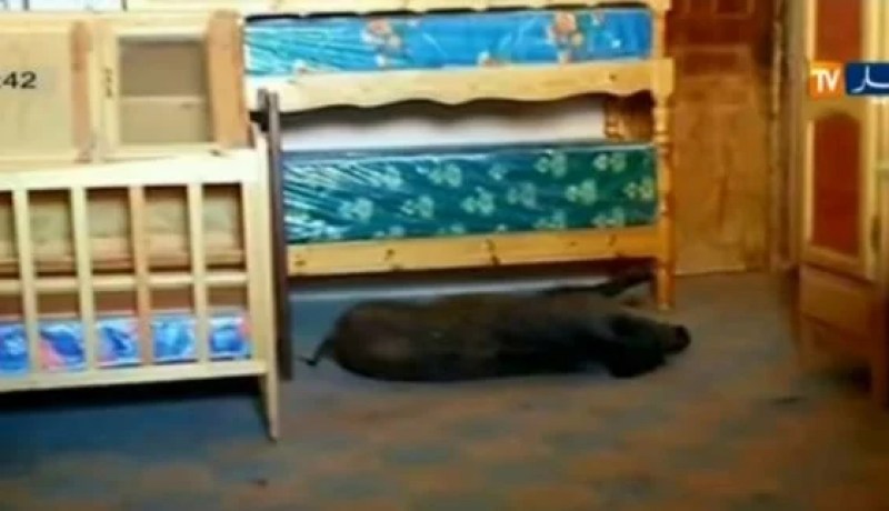 فيديو.. خنازير تهاجم المواطنين داخل سكناتهم في غرداية