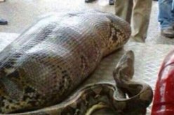 افعى ضخمة تأكل رجل في الهند