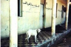 غياب مقلق لأدنى شروط النظافة بمدارس الجزائر العاصمة