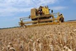 الديوان المهني للحبوب يتوقع ارتفاعا في الإنتاج لموسم حصاد 2014 و2015