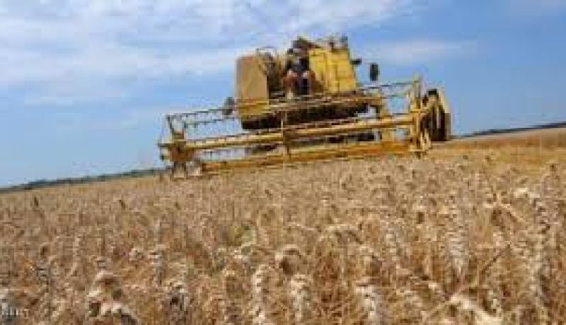 الديوان المهني للحبوب يتوقع ارتفاعا في الإنتاج لموسم حصاد 2014 و2015