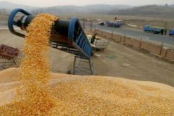 تراجع فاتورة واردات الحبوب مقابل ارتفاع في الكمية