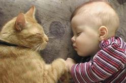 فيديو أكثر من رائع قطة تهاجم جليسة أطفال حينما شعرت بخطر على الطفل