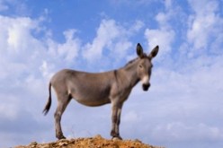 حمار يعضّ رأس رضيع ويتسبّب له في جروح خطيرة بالوادي