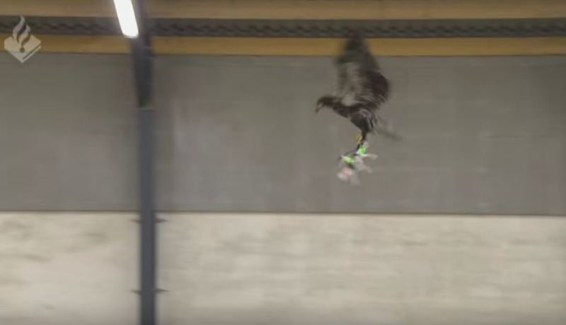 بالفيديو النسور تصطاد طائرات من دون طيار