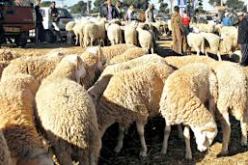 وزارة الفلاحة: الجزائر لم تسجل أي حالة إصابة بالحمى القلاعية