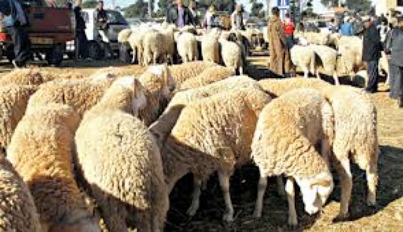 وزارة الفلاحة: الجزائر لم تسجل أي حالة إصابة بالحمى القلاعية