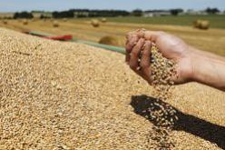 تواصل ارتفاع واردات الحبوب خلال الخمسة أشهر الأولى من 2014