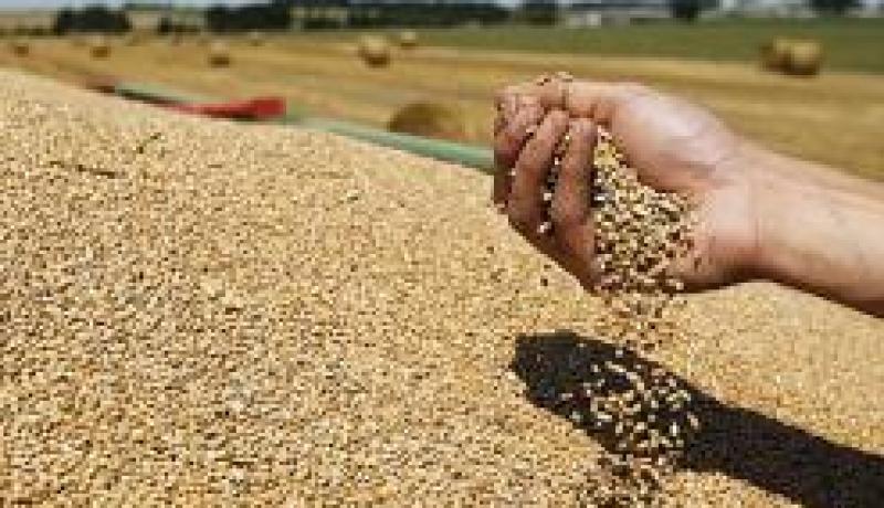 تواصل ارتفاع واردات الحبوب خلال الخمسة أشهر الأولى من 2014