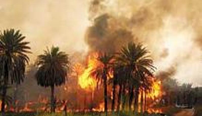 حريق يأتي على 200 نخلة بواحة “خنقة سيدي ناجي” ببسكرة