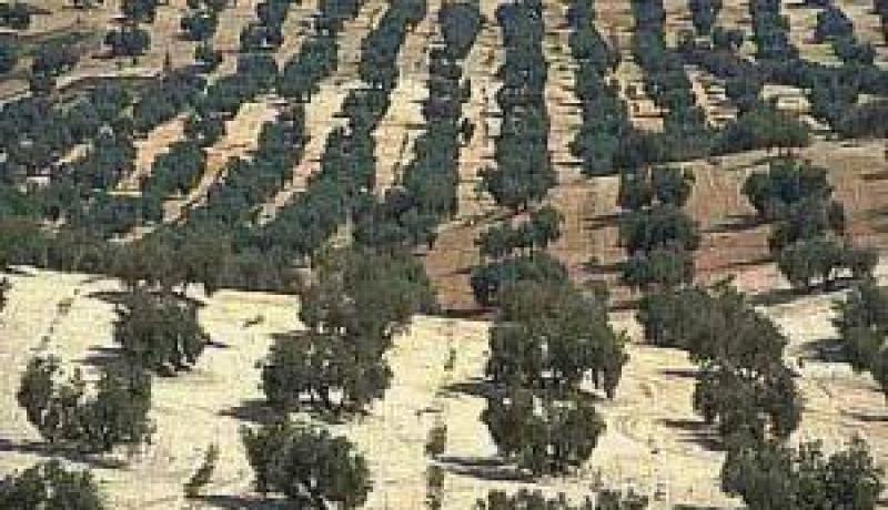 غراسة 600 هكتار بأشجار الزيتون خلال 2013 بالجلفة
