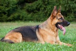 مجموعة مشاغبين يضربون كلب حتى الموت