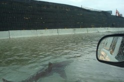 صور مفبركة تظهر اسماك قرش جلبها ساندي عبر فيسبوك وتويتر