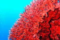 توقيف شاب بحوزته 8 كلغ من المرجان الخام في الطارف