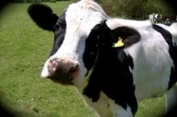 تلقيح 5 آلاف رأس من الأبقار عبر ولاية أم البواقي