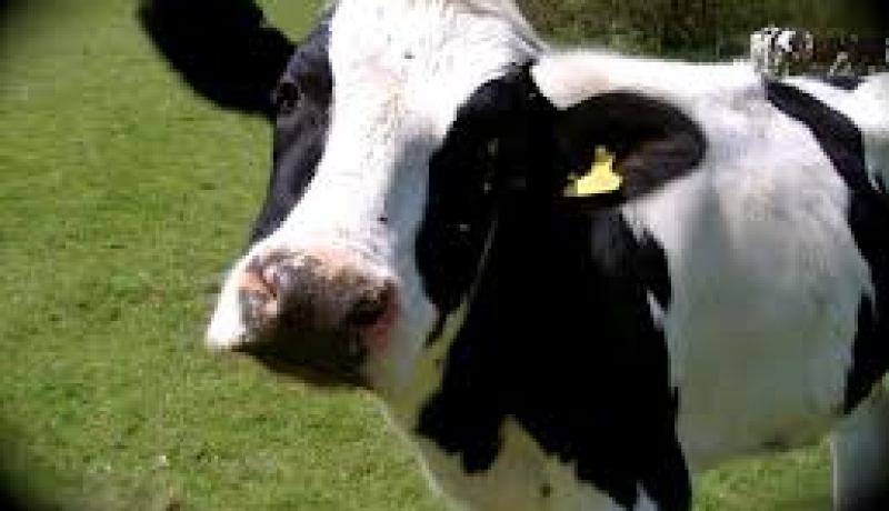 تلقيح 5 آلاف رأس من الأبقار عبر ولاية أم البواقي