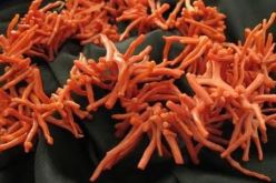 حجز 43 كلغ من المرجان الخام بالقالة