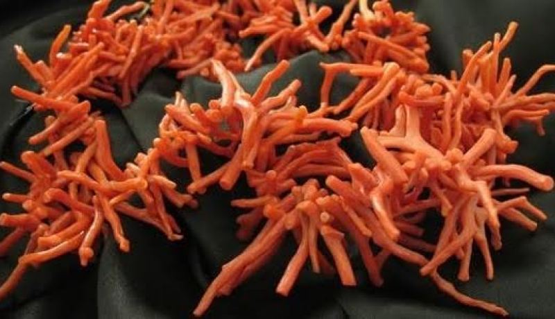 حجز 43 كلغ من المرجان الخام بالقالة